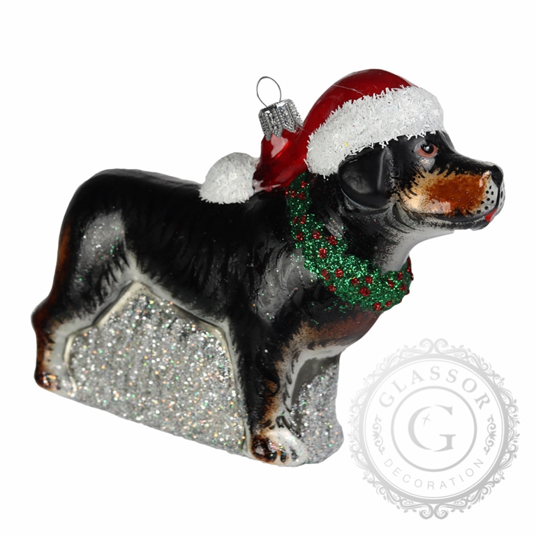 Great swiss mountain dog with Santa hat