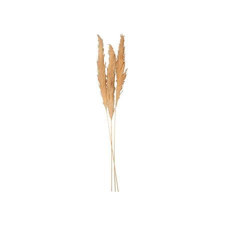 Decorative pampa grass small