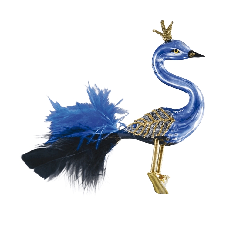 Crowned peacock with blue and black feathers