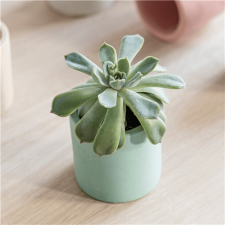 Mini pot mint green